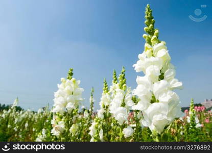 white flowers in the field under blue sky, sunny day, Snapdragon