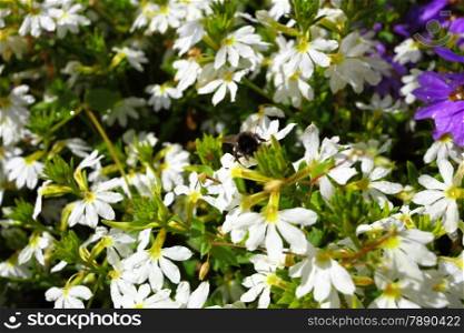 white flowers in the garden. Spring or summer background