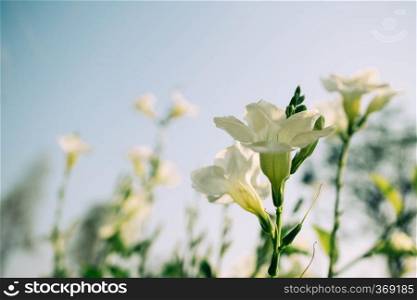 White flowers  in the garden with blur background
