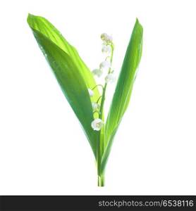 White flowers lilies of the valley isolated on white background. Lilies of the valley