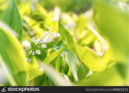White flowers lily of the valley with green leaves
