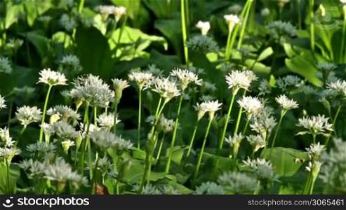 White flowers of Allium ursinum or wild garlic or Ramson.