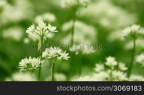 White flowers of Allium ursinum or wild garlic or Ramson
