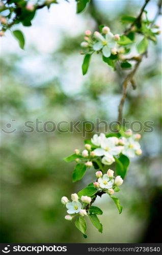 White flowers of apple tree, defocus background