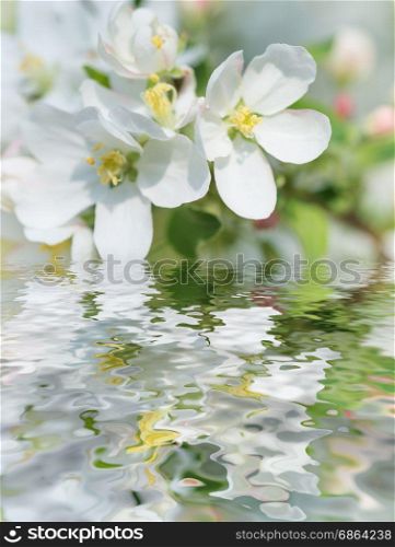 White flowers of apple tree reflected in a water surface in a spring garden in the early morning