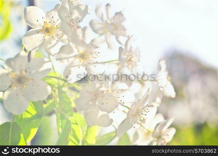 White flowers of apple trees against close up