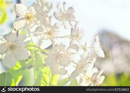 White flowers of apple trees against close up