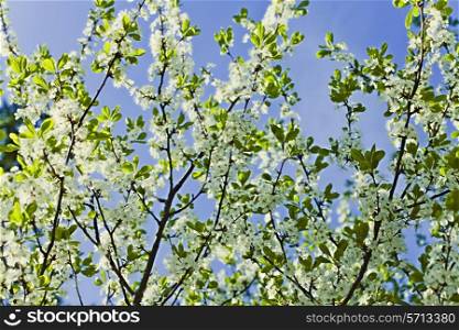 White flowers of apple trees against the blue sky closeup