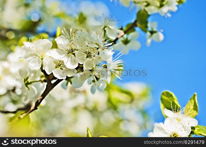 White flowers of apple trees against the blue sky closeup