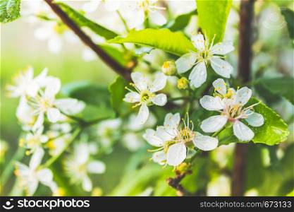White flowers of apple trees in spring forest. The atmosphere of youth, renewal of nature.