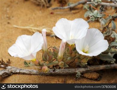 White flowers of bindweed growing on the sand in Israel