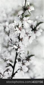 White flowers of blooming Nanking cherry or Chinese dwarf cherry close-up - fresh spring floral background in pastel unsaturated colors . Soft selective focus.