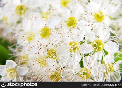 white flowers of blossoming bush spiraea