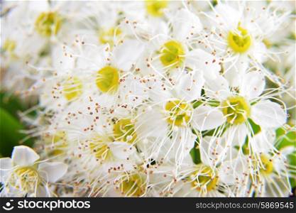 white flowers of blossoming bush spiraea