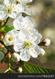 white flowers of blossoming cherry close up in spring garden