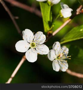 white flowers of blossoming tree close up