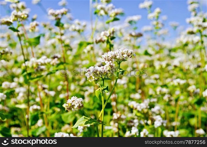 White flowers of buckwheat on the background of green leaves and blue sky