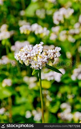 White flowers of buckwheat on the background of green leaves on the buckwheat field
