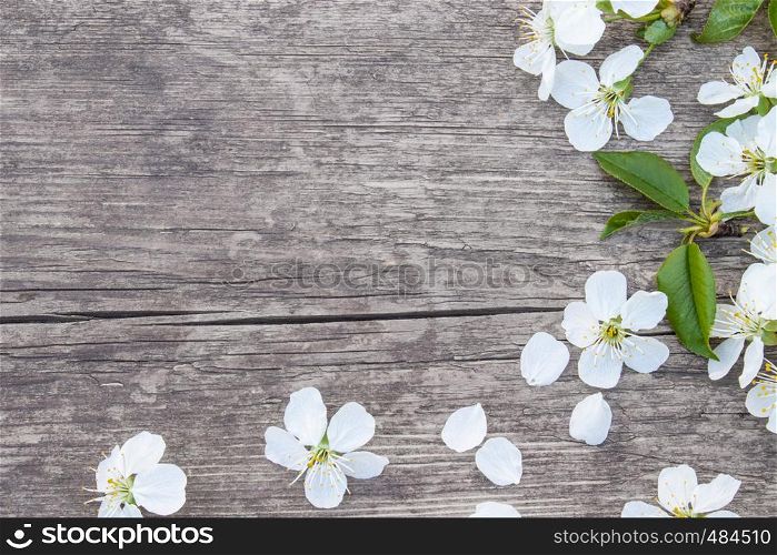White flowers of cherry on old, wooden boards, a branch of blossoming cherry. View from above. Place for text.. White flowers of cherry on old, wooden boards, a branch of blossoming cherry. View from above.