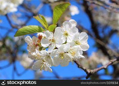 White flowers of cherry tree at the beginning of spring