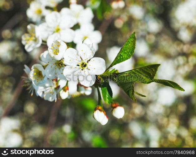 white flowers of cherry tree close up in spring