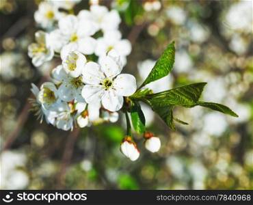 white flowers of cherry tree close up in spring