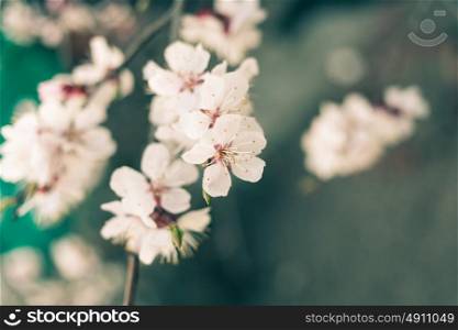 White Flowers of China Plum Tree Meihua Vintage Warm Color Filter Applied Shot With Copyspace
