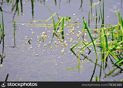 White flowers of Hydrocharis on a background water and grass