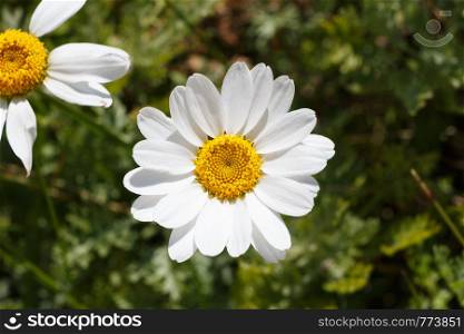 White flowers of ox-eye daisy in a garden during spring