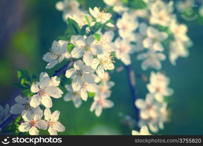 White flowers of plum blossoms for spring background