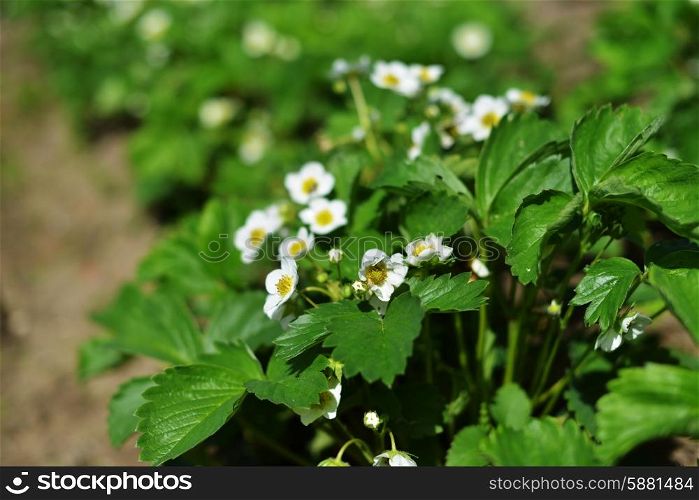 white flowers of strawberries in vegetable garden