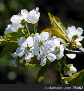 White flowers of sweet cherry on a dark green background.