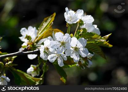 White flowers of sweet cherry on a green background.