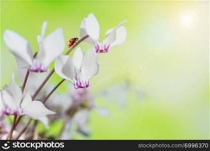 White flowers of wild cyclamen or alpine violet and ladybug close-up against a blurred yellow-green natural background