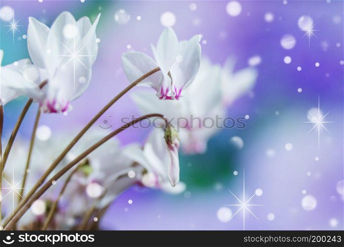 White flowers of wild cyclamen or alpine violet close-up against a blue sky
