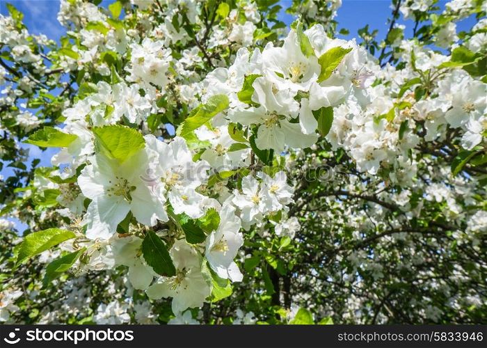 White flowers on a blooming cherry tree