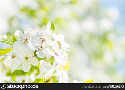 White flowers on a blossom cherry tree. White flowers on a blossom cherry tree with soft background of green spring leaves and blue sky