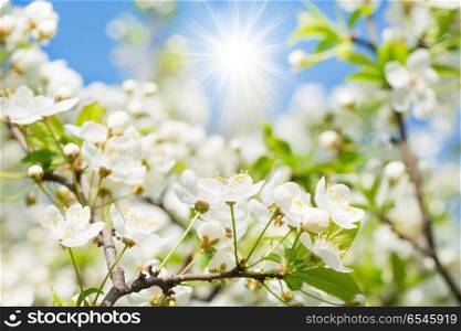 White flowers on a blossom cherry tree. White flowers on a blossom cherry tree with soft background shining sun, green spring leaves and blue sky