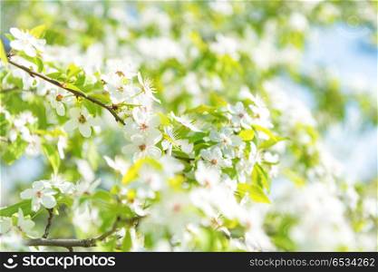 White flowers on a blossom cherry tree with soft background of green spring leaves and blue sky. White flowers on a blossom cherry tree