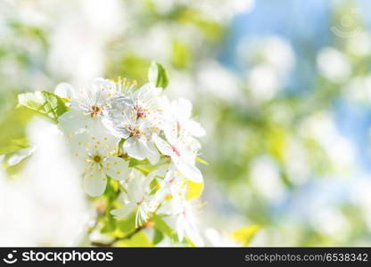 White flowers on a blossom cherry tree with soft background of green spring leaves and blue sky. White flowers on a blossom cherry tree