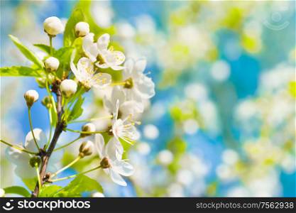 White flowers on a blossom cherry tree with soft background of green spring leaves and blue sky