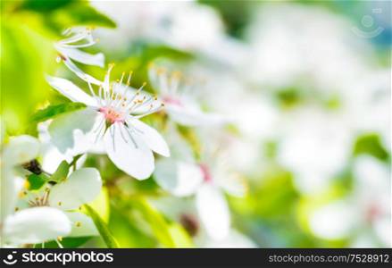 White flowers on a blossom cherry tree with soft background of green spring leaves. Macro shot