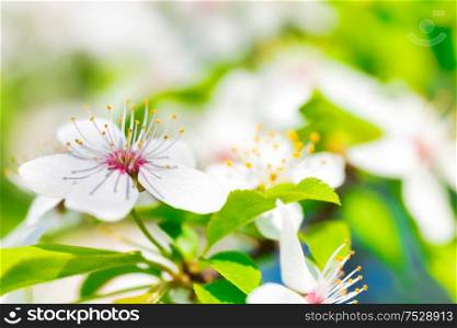 White flowers on a blossom cherry tree with soft background of green spring leaves. Macro shot