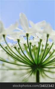White flowers on a blue sky background