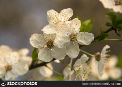 White flowers on a branch of fruit tree