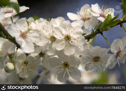 White flowers on a branch of fruit tree