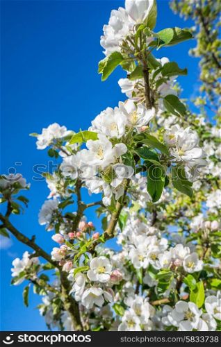 White flowers on a cherry tree