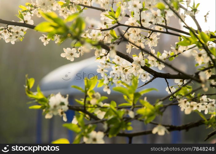 white flowers on a fruit tree branches near the white gazebo