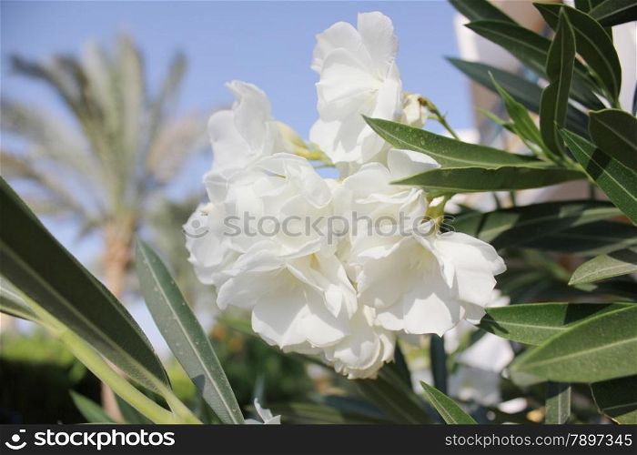 White flowers on blue sky background.