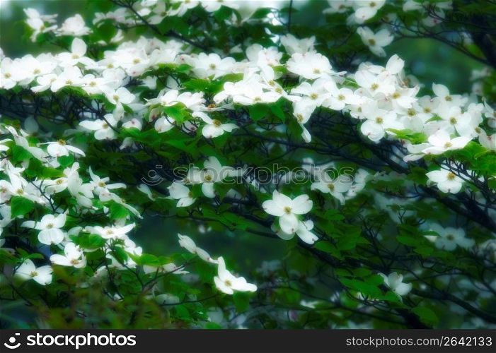 White flowers on plant, close-up